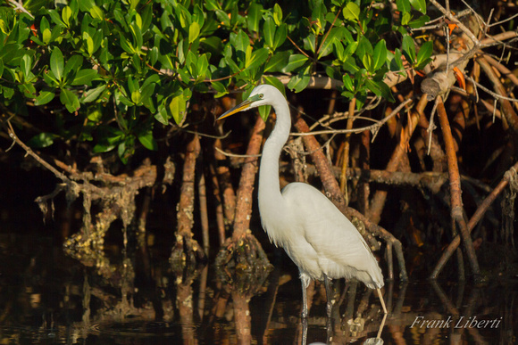 Great Heron by mangroves